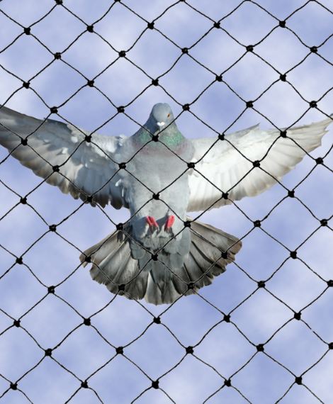 About Akshay Bird Netting Services